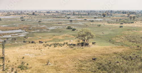 Herd of elephants in the Okavango Delta (aerial view)