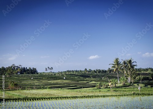 rice paddie fields landscape view in south bali indonesia photo