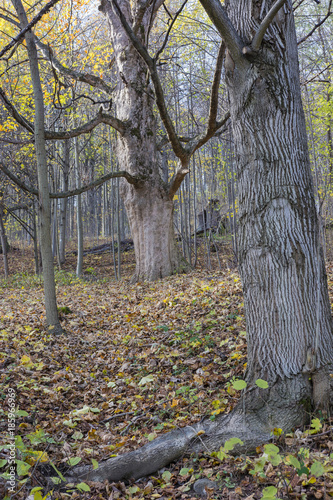 Two powerful tree trunks with a forest in autumn background.