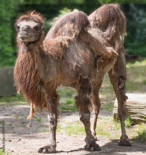 braunes Kamel vor grünem Hintergrund
