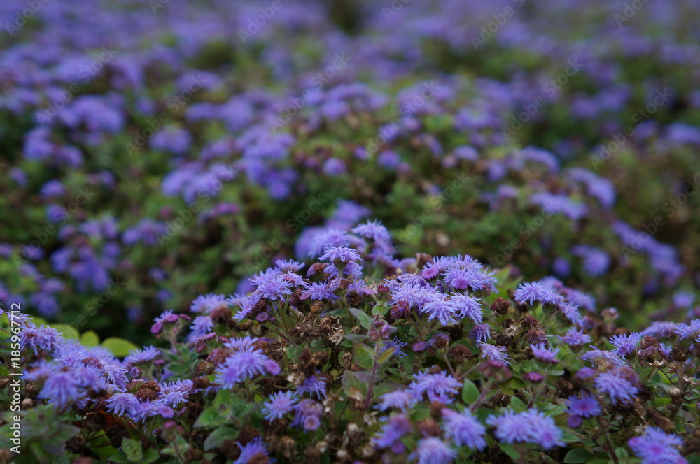 Blumen Blumen