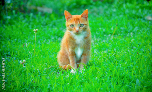 Red-headed cat on the green grass