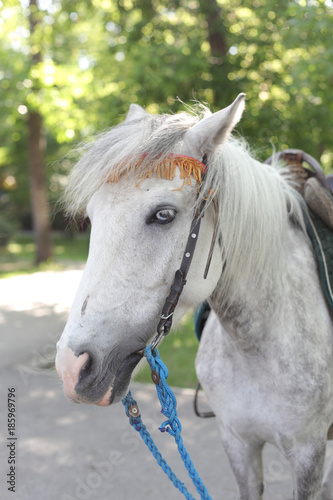 White horse closeup © lanych