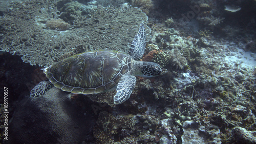 Side view of a swimming green sea turtle at the komodo islands