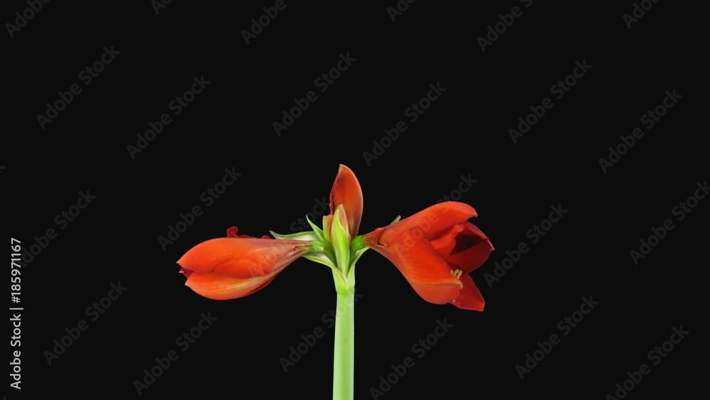 Time-lapse of opening Red Lion amaryllis Christmas flower 3x6 in 4K PNG+ format with ALPHA transparency channel isolated on black background. Sizes of blossoms were around 16cm