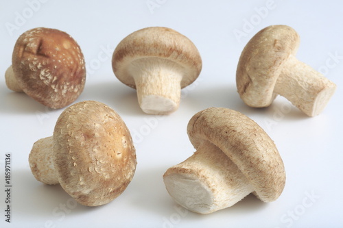 Fresh shiitake mushroom from Miyagi Prefecture