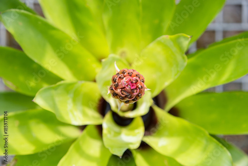 Pineapple coloring flower in the garden.