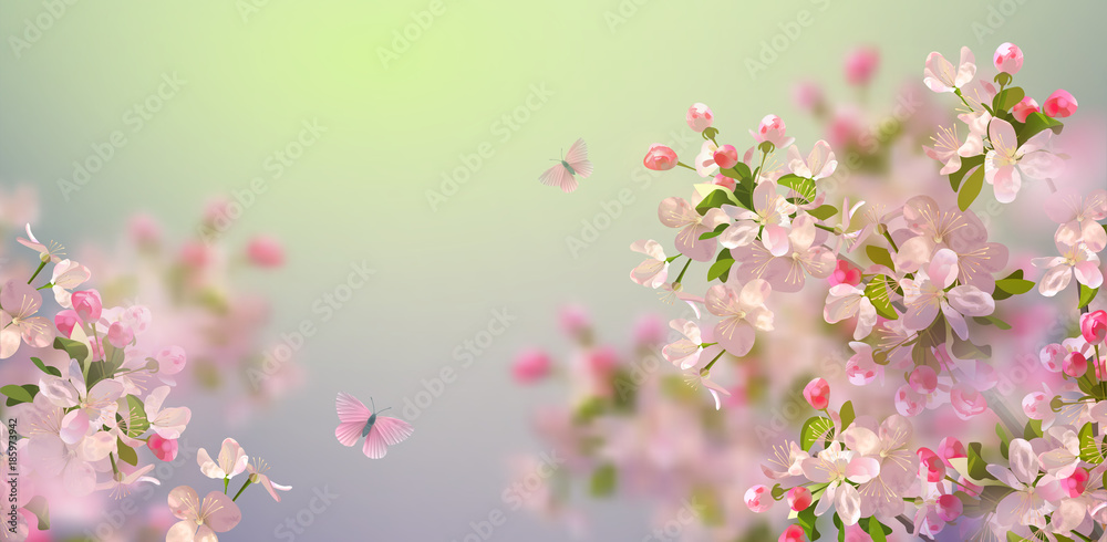 Fototapeta premium Spring Cherry Blossom
