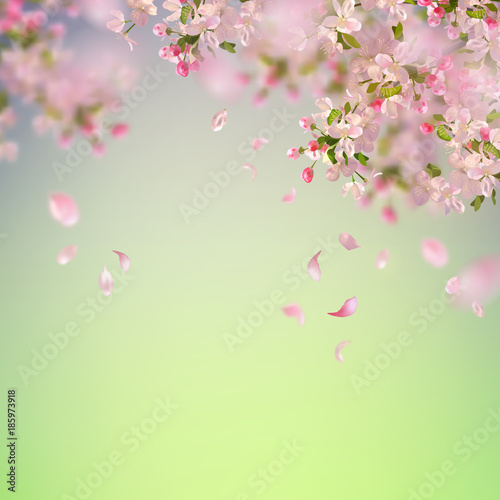 Spring Cherry Blossom