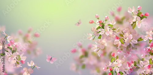 Spring Cherry Blossom