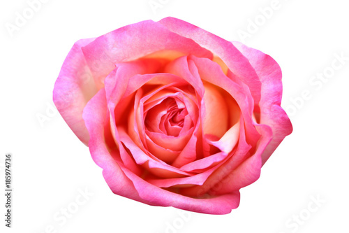 Top view pink rose flowers isolated on white background
