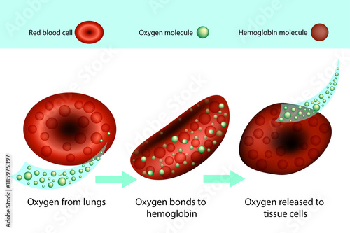 Hemoglobin is a protein in red blood cells  photo