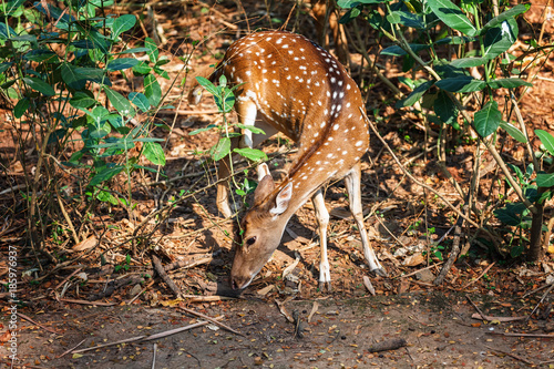 sambar Deer eating in in Trivandrum, Thiruvananthapuram Zoo Kerala India