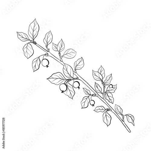 vector twig with leaves