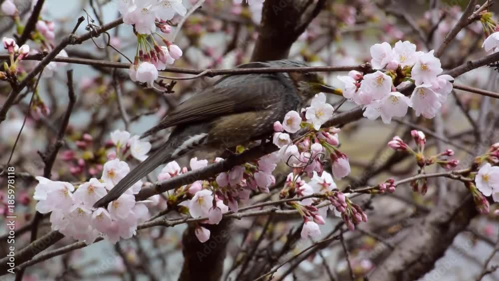 春、満開の桜と野鳥 春、満開の桜と野鳥