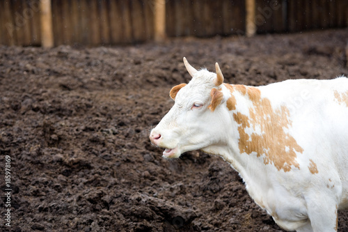 cow in profile photo