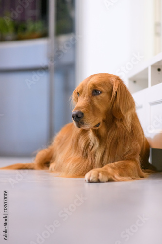 Golden Retriever to lie on the ground