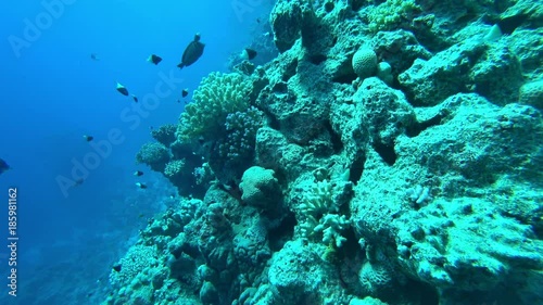 Wallpaper Mural fish and corals Torontodigital.ca