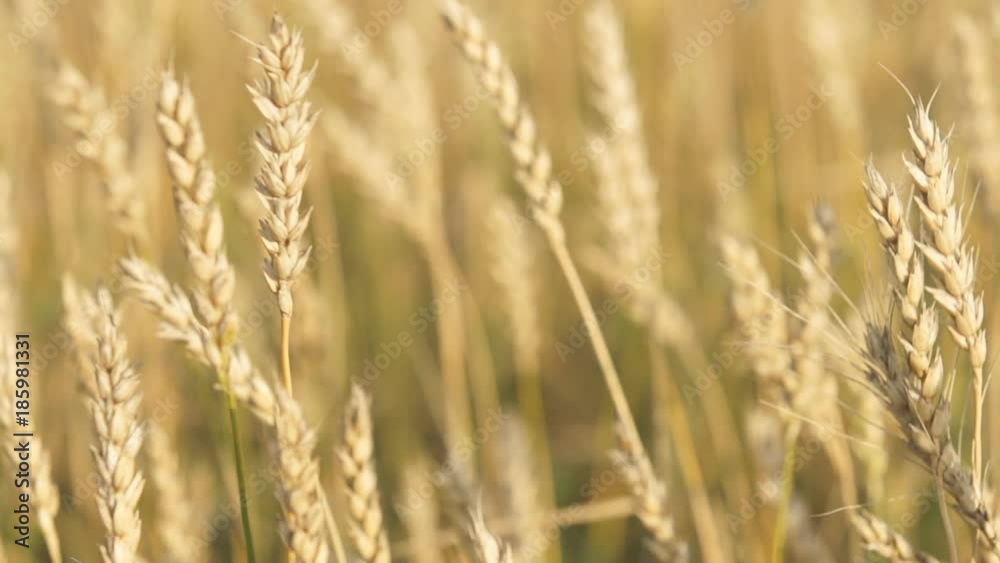 Wheat field