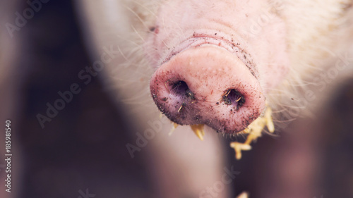 Dirty pig nose eating. Close up