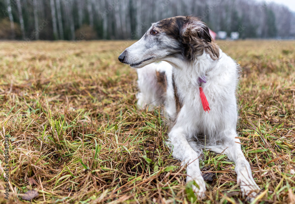 Greyhound against the background of the field in winter Greyhound against the background of the field in winter