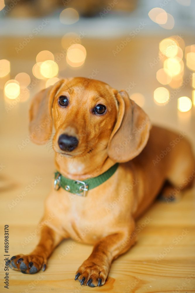 year of the dog, a beautiful little dog of the Dachshund, sits on the floor near the festive garlands.