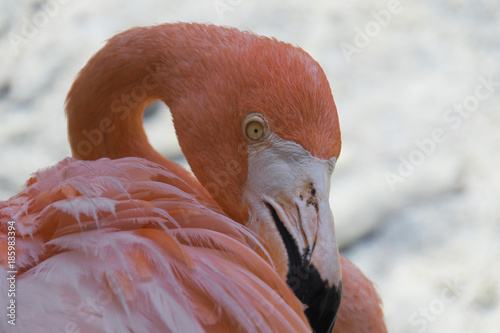 Phoenicopterus ruber, Kubaflamingo, Curacao photo