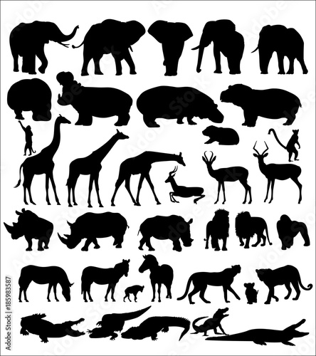 Set of African animals on white background