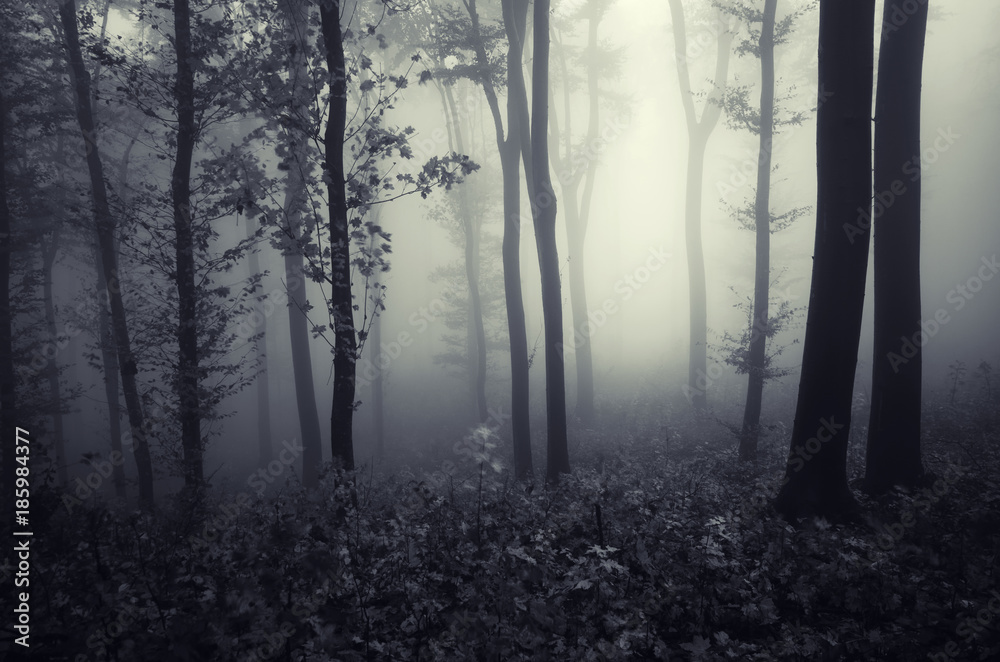 fantasy forest landscape with trees in fog
