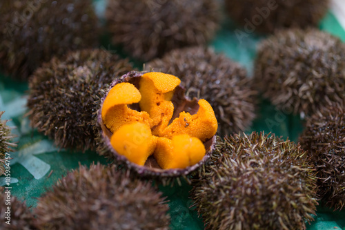 Obraz na płótnie Uni Urchin Sashimi fresh seafood from Japan