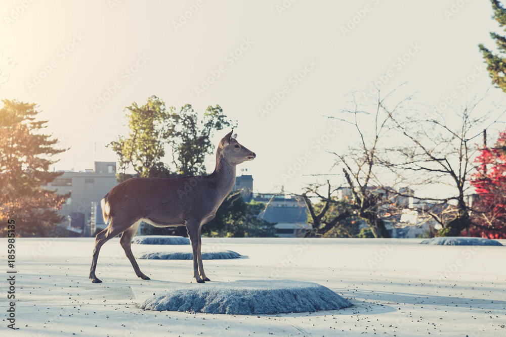 Obraz premium Deer in Nara Park