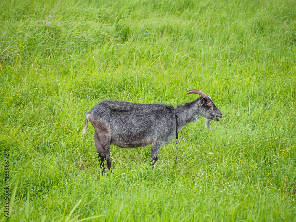 Gray Haired Female Goat Is Standing In The Grassland Gray Haired Female Goat Is Standing In The Grassland
