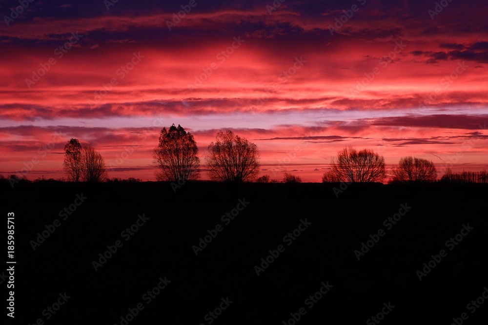 Bäume im Sonnenaufgang