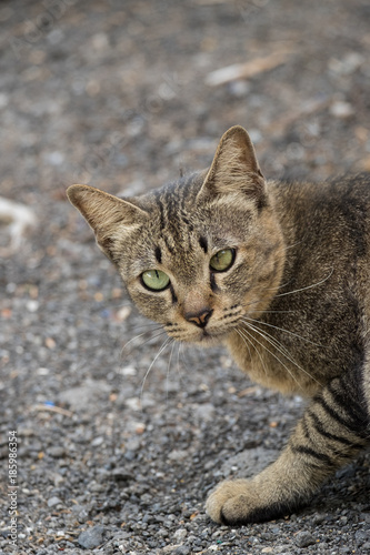 Portrait of Cross-Eyed Street Cat in Bangkok