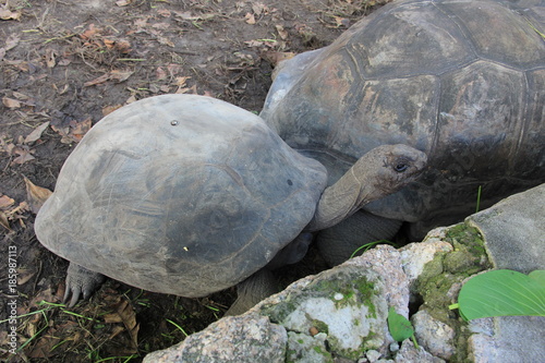 Riesenschildkröte am Strand von Seychellen, Praslin Mahè, La Digue