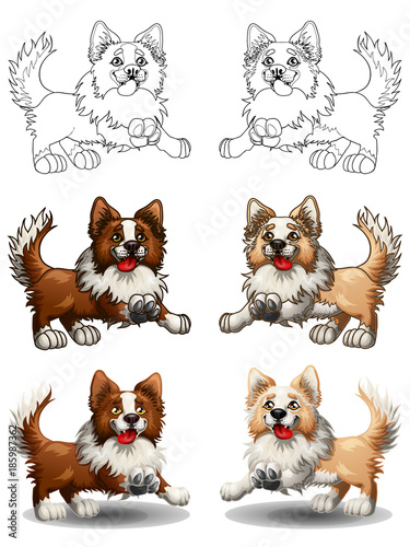 Set Border Collie colorful and contour