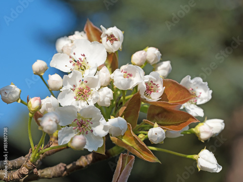 Blühende Nashi-Birne, Pyrus pyrifolia