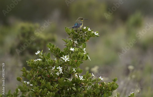 Malachite Sunbird (Nectarinia famosa) sitting on Carissa macrocarpa, looking right, South Africa
