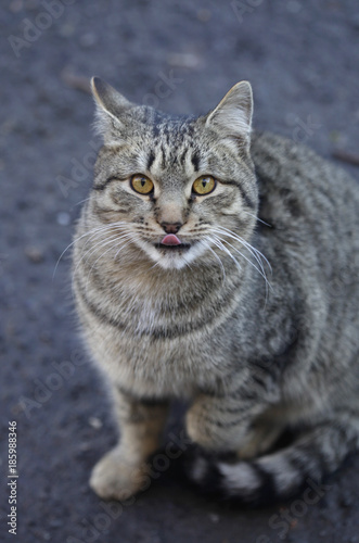 cute fluffy cat