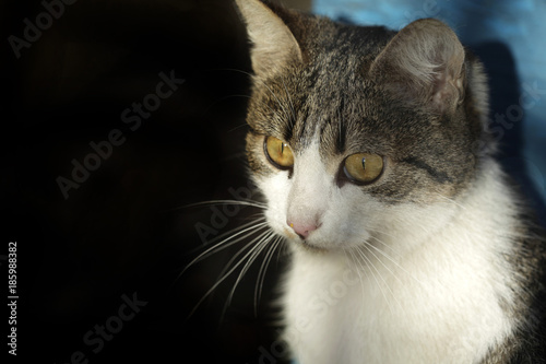 Photography cute fluffy cat