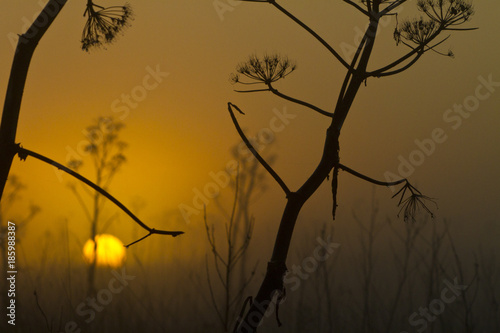 Murgia national park sunrise ferule