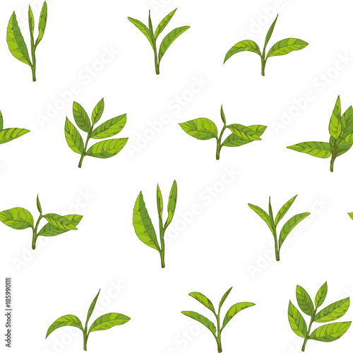 seamless pattern with green tea, hand-drawn leaves and branches of tea