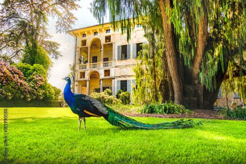 peacock Isola Madre lake Maggiore piedmont Italy photo