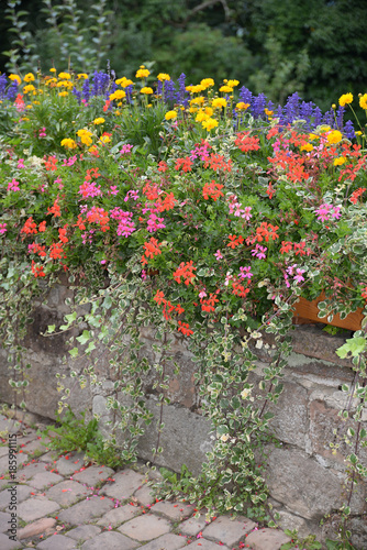 Fototapeta Naklejka Na Ścianę i Meble -  Mauer mit Blumen