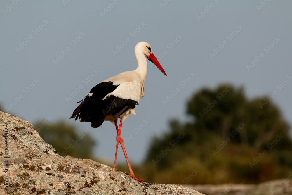 Fototapeta premium Elegant white stork