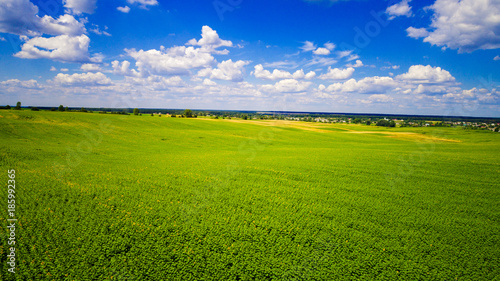 field of blooming sunflowers