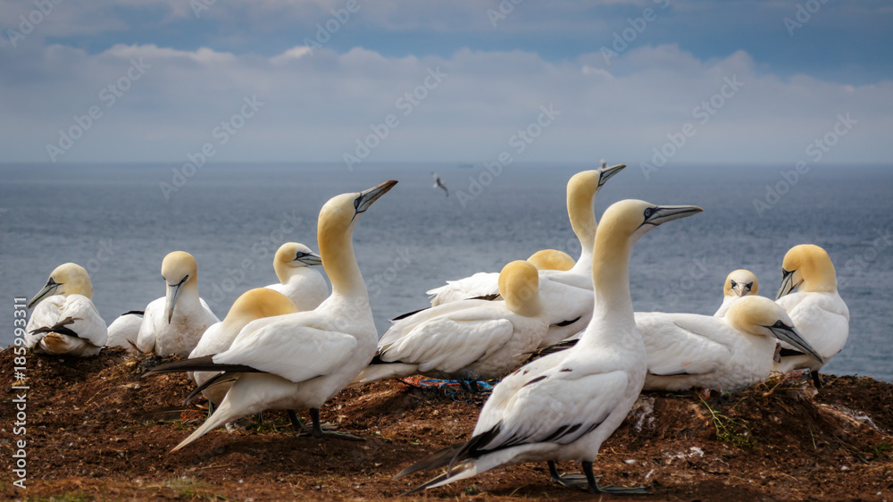 Gannet Helgoland Germany