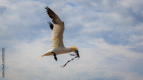 Gannet Helgoland Germany