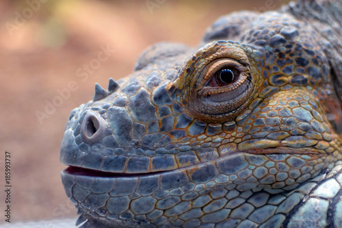 Close up of beautiful iguana