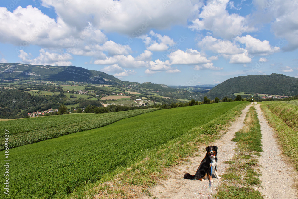 Hund wartet und schaut in die Kamera - Landschaft in Frankreich im Hintergrund.